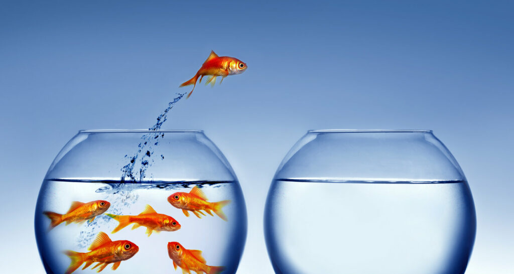 saut poisson rouge bocal